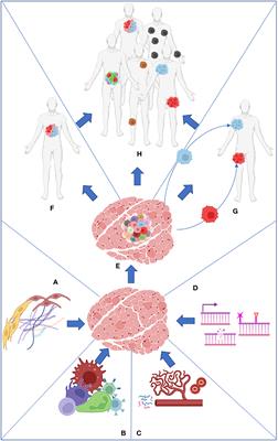 Tumor heterogeneity: preclinical models, emerging technologies, and future applications